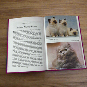 Caring For Your Cat