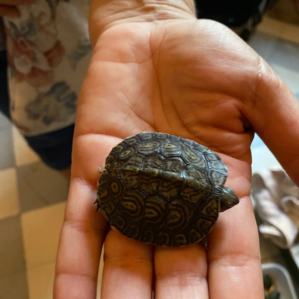 Turtles & Tortoises for adoption